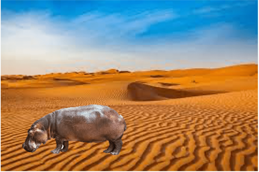 A hippo in a desert