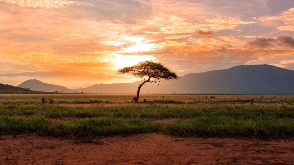 A tree in the middle of the African savannah at sunset
