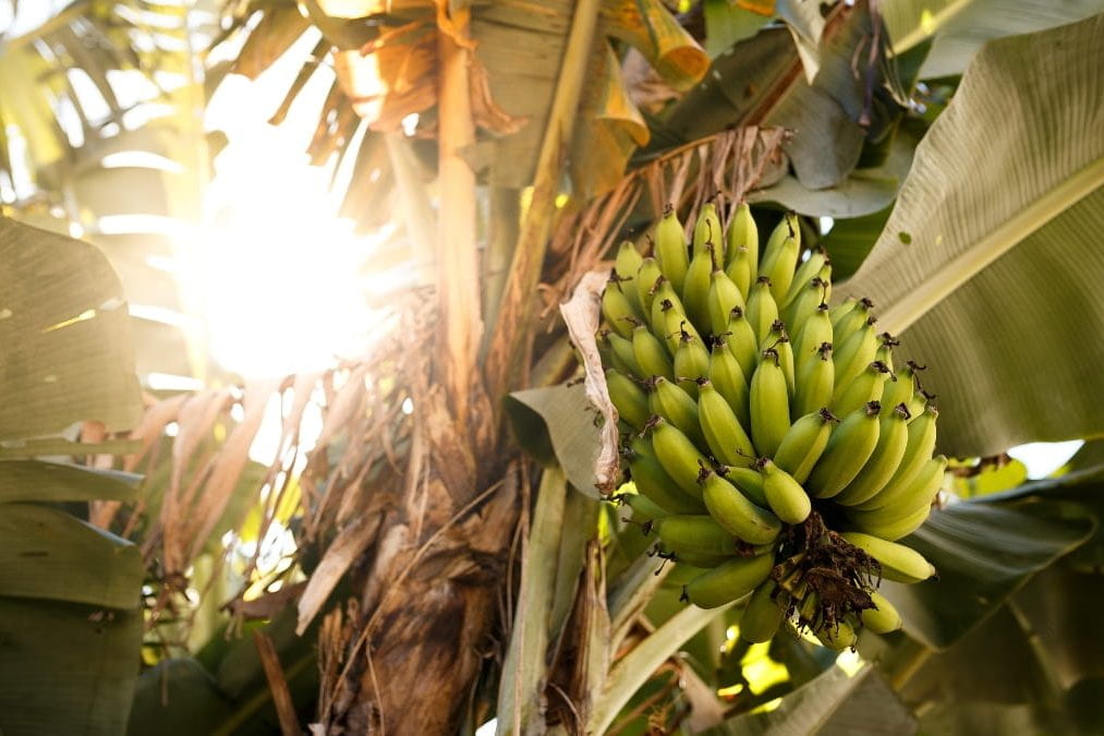 Banana tree in the tropics