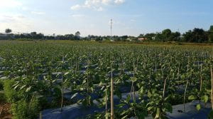 a field in the daytime