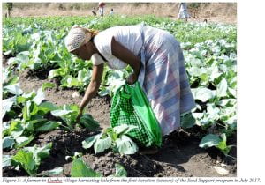 A woman harvesting kale in 2017