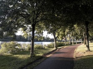 pathway surrounded by trees