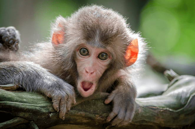 Decorative: Monkey with a shocked facial expression