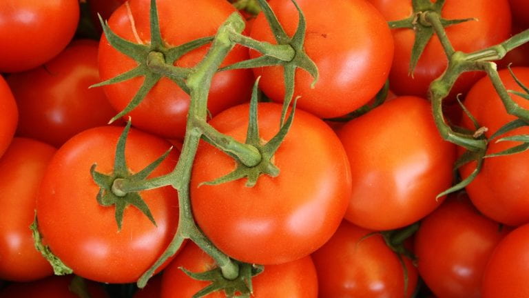 Tomatoes on a vine