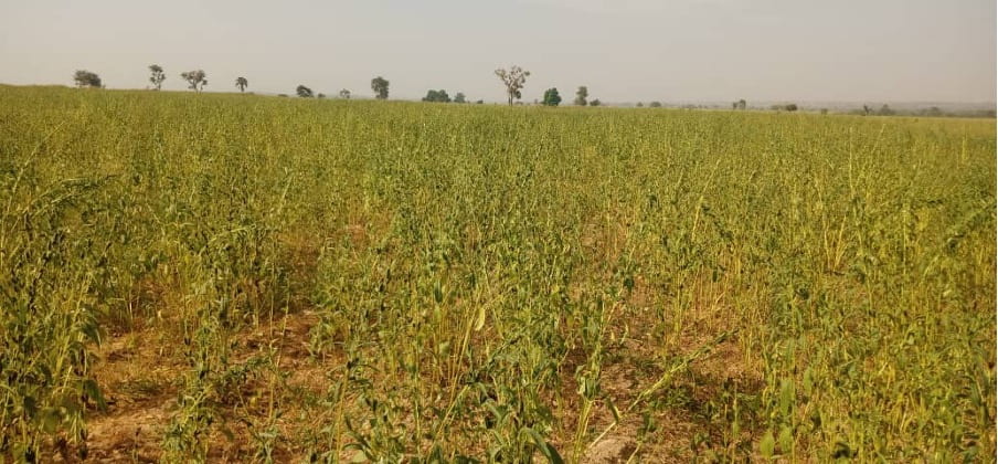 A field of sesame seed plants growing