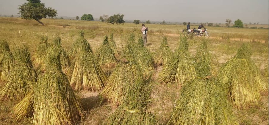 Harvested piles of sesame seed plants