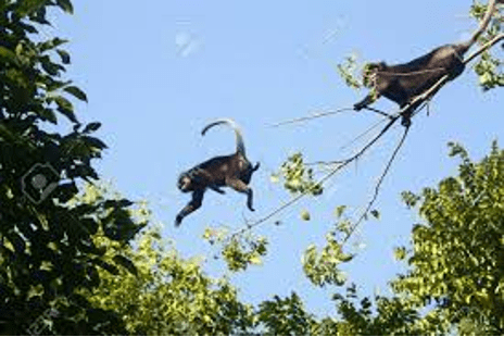 Monkeys jumping in trees