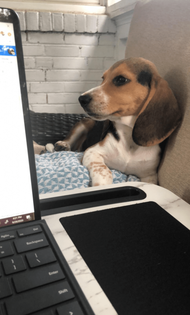 A beagle sitting by a computer