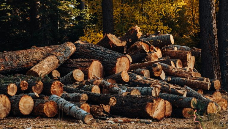 Chopped tree trunks in the forest