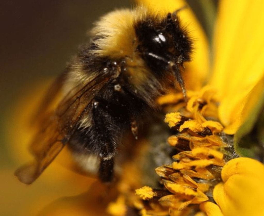 bee taking nectar from a flower