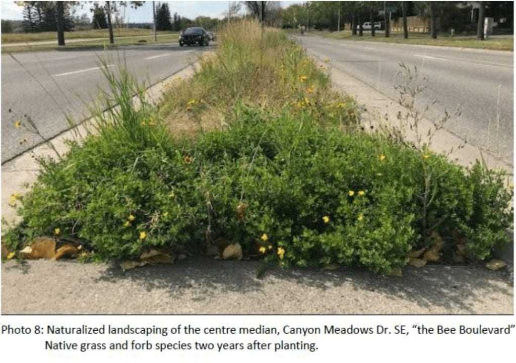 image of a naturalised landscape by the roadside