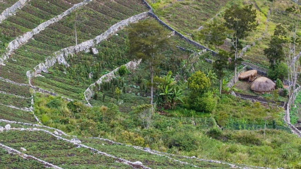 Sweet potato fields in Papua New Guinea