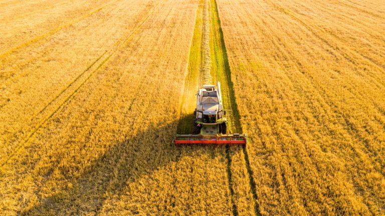 Harvester in wheat field