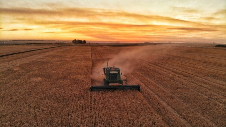 Wheat harvest at sunset