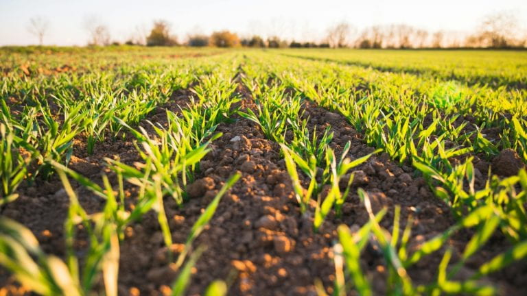 Plants growing in a field
