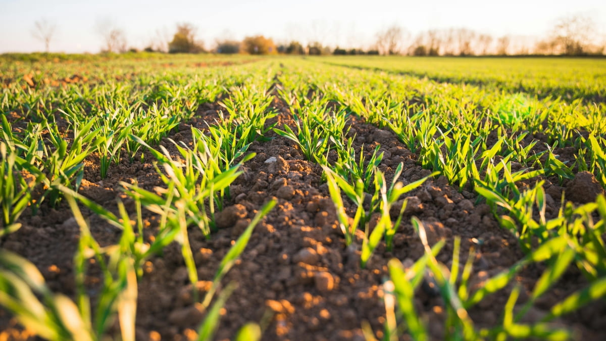 Plants growing in a field
